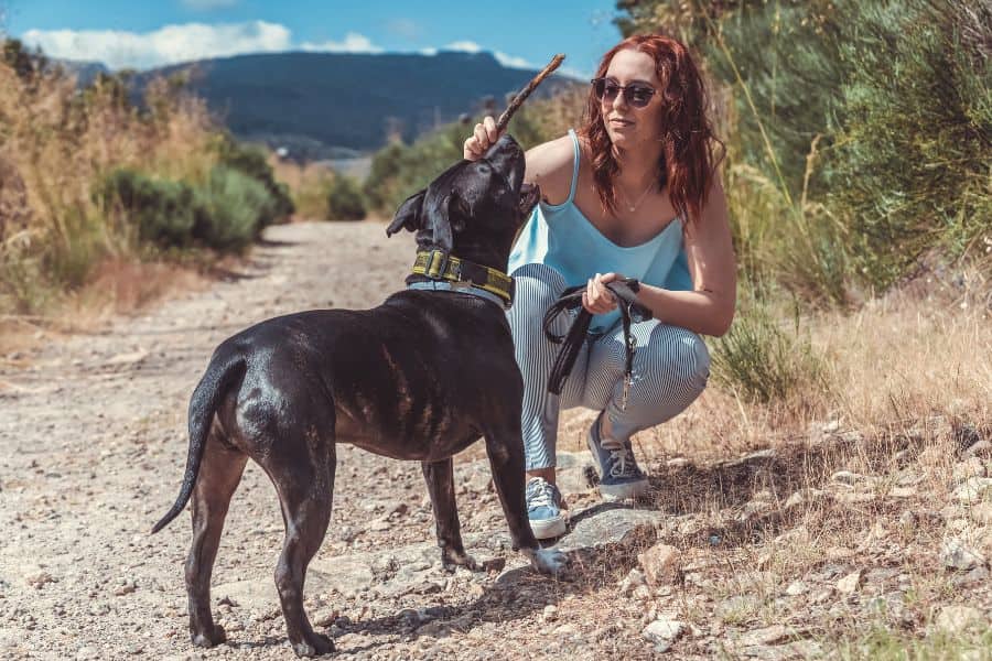 How to Choose a Dog Walker in Windsor, CO: Tips for Finding the Perfect Fit