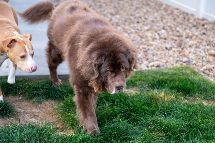 Dog Walker Cost in Windsor, CO: What to Expect, Pricing Insights, and Key Tips for Choosing the Right Service