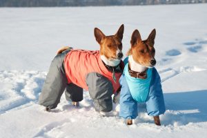 Do Windsor Dogs Need Winter Coats? The Truth Might Surprise You