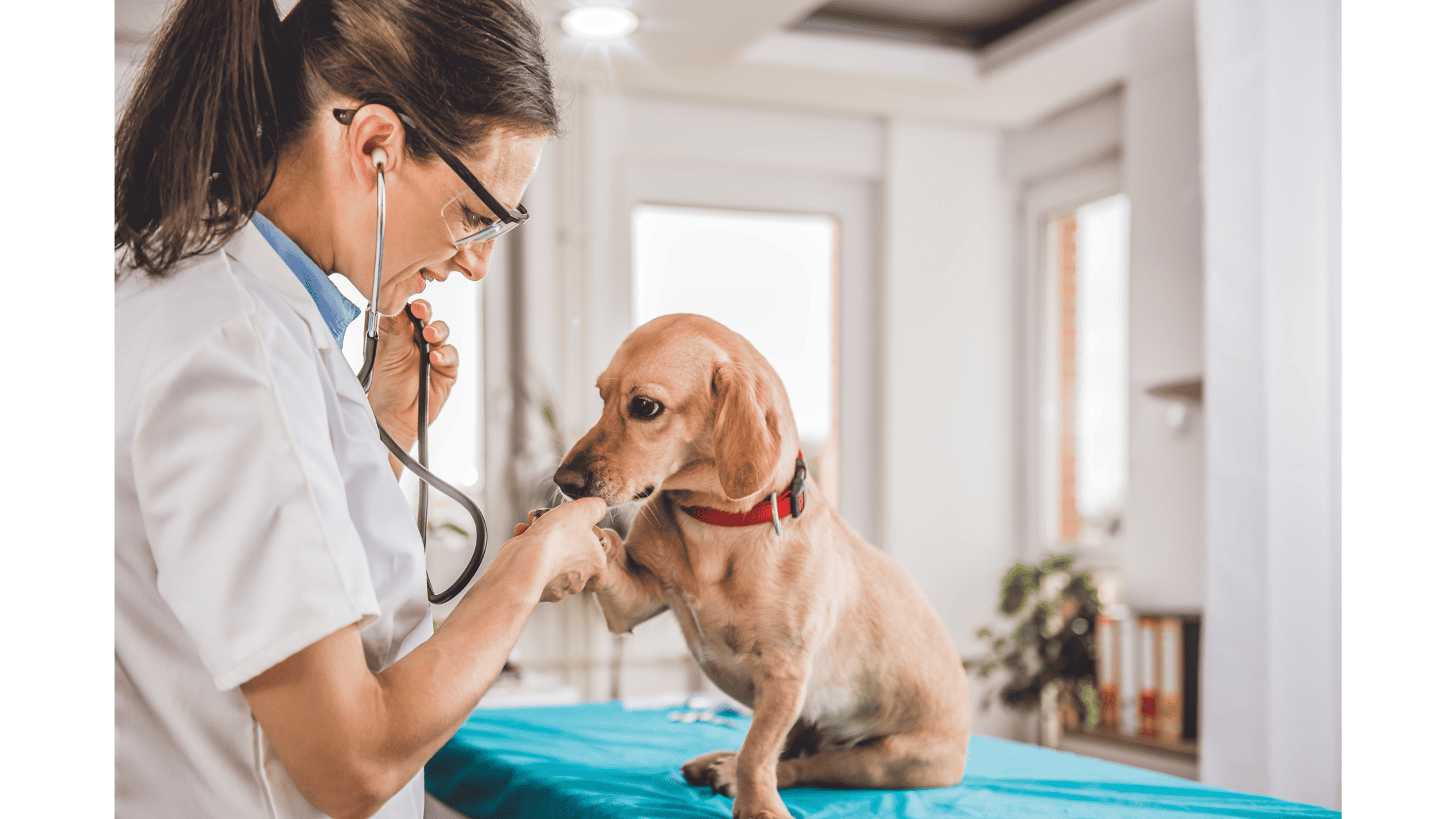 Veterinarian in Fort Collins
