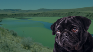 Dog owner keeping dog away from blue-green algae in Fort Collins lak