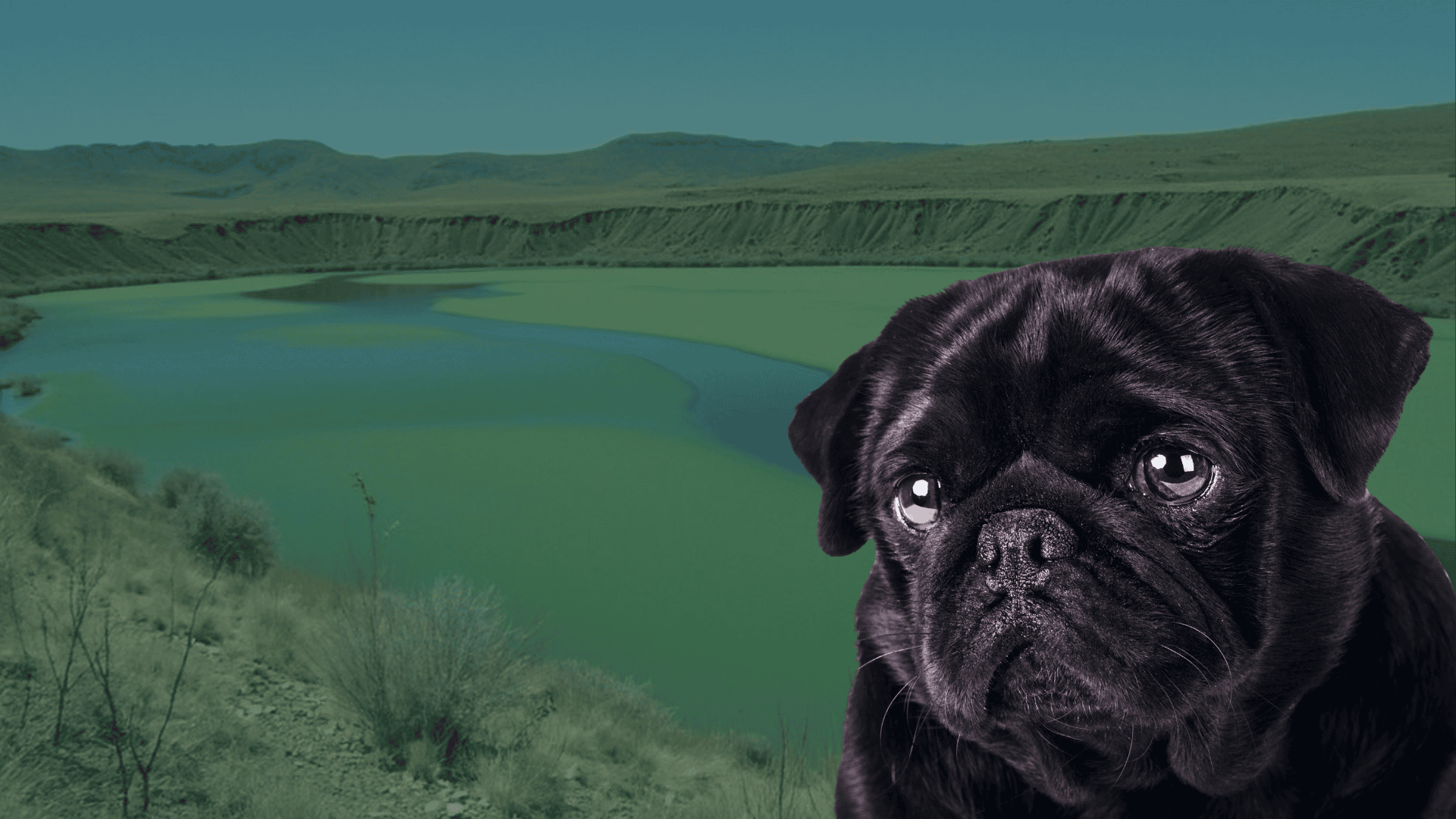 Dog owner keeping dog away from blue-green algae in Fort Collins lak