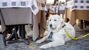 pet-friendly breweries in Fort Collins — dog on patio