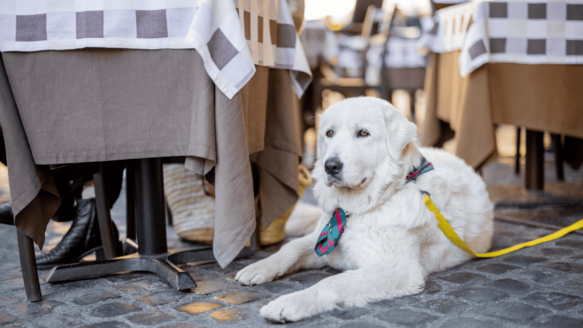 pet-friendly breweries in Fort Collins — dog on patio