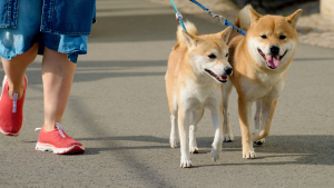 dog walking in fort collins