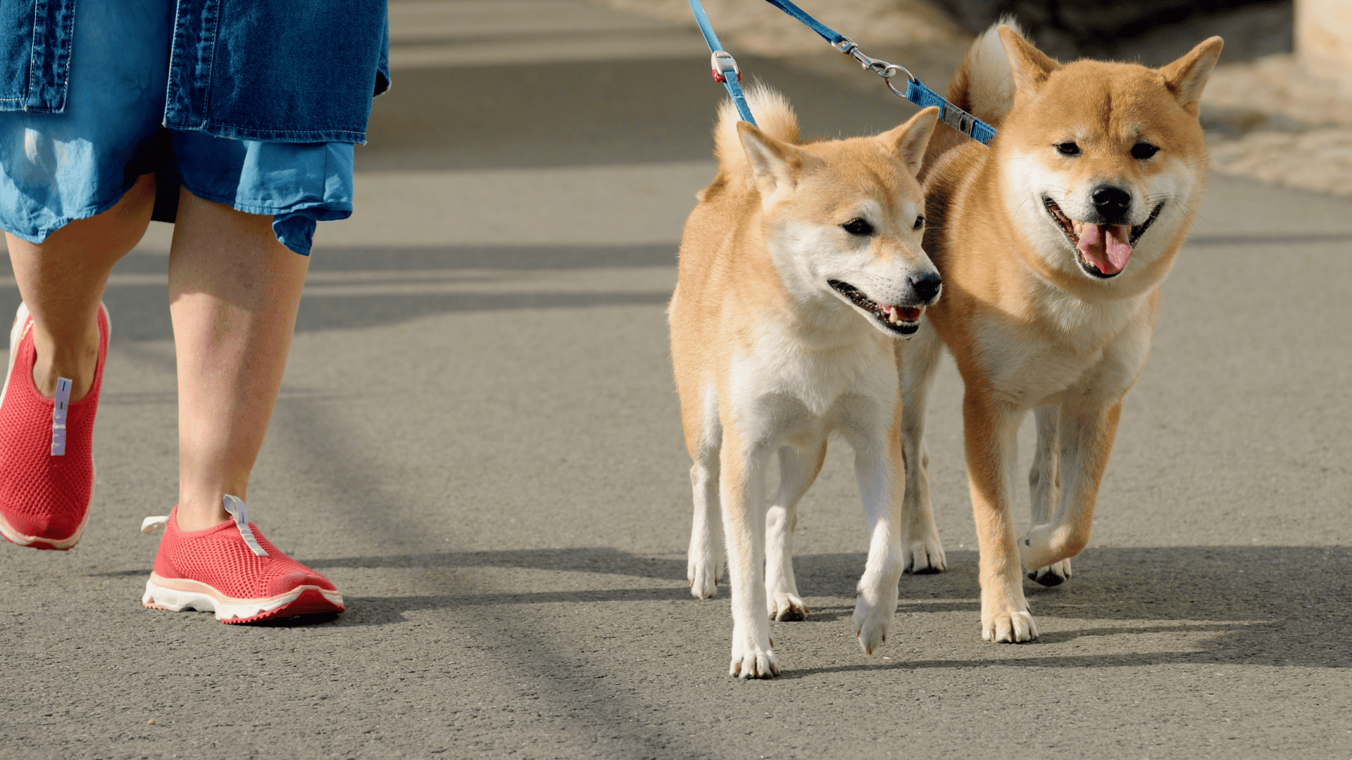 dog walking in fort collins