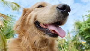 Dog owner practicing hot weather dog safety in Fort Collins on a summer walk