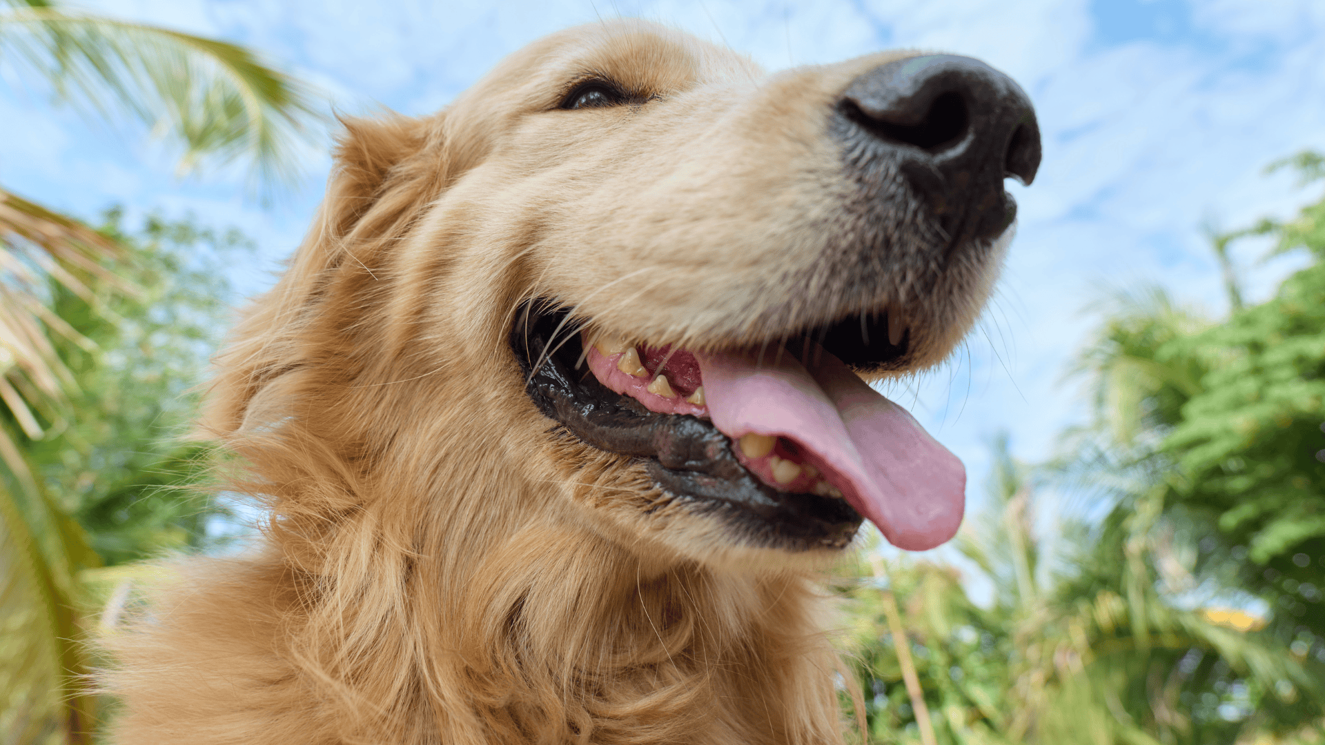 Dog owner practicing hot weather dog safety in Fort Collins on a summer walk