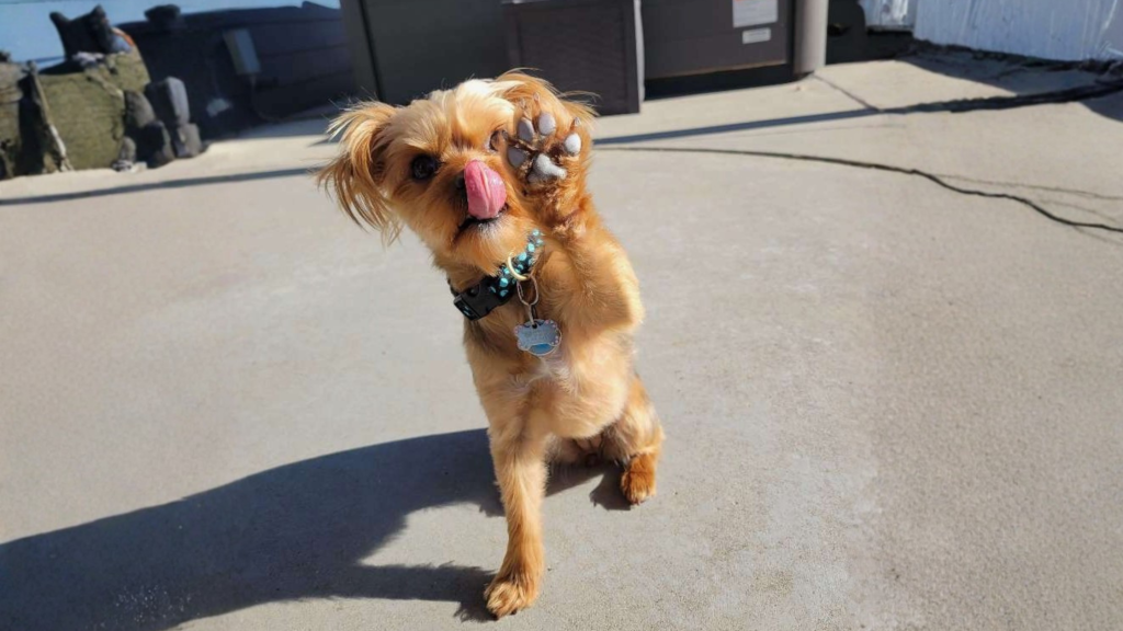 30-minute-dog-walk-in-fort-collins