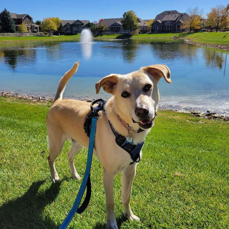 Peppy's Pet Care walking a dog by a lake in Windsor, CO