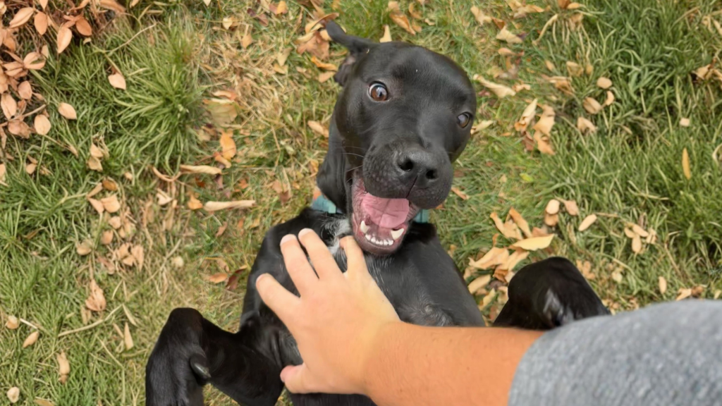 choose a dog walker in ft collins