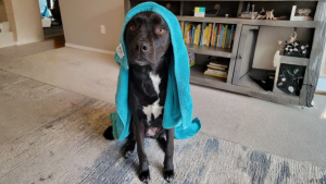 dog-walker-vs-pet-sitter-in-fort-collins