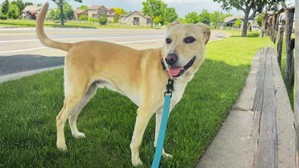 insured-dog-walker-in-fort-collins