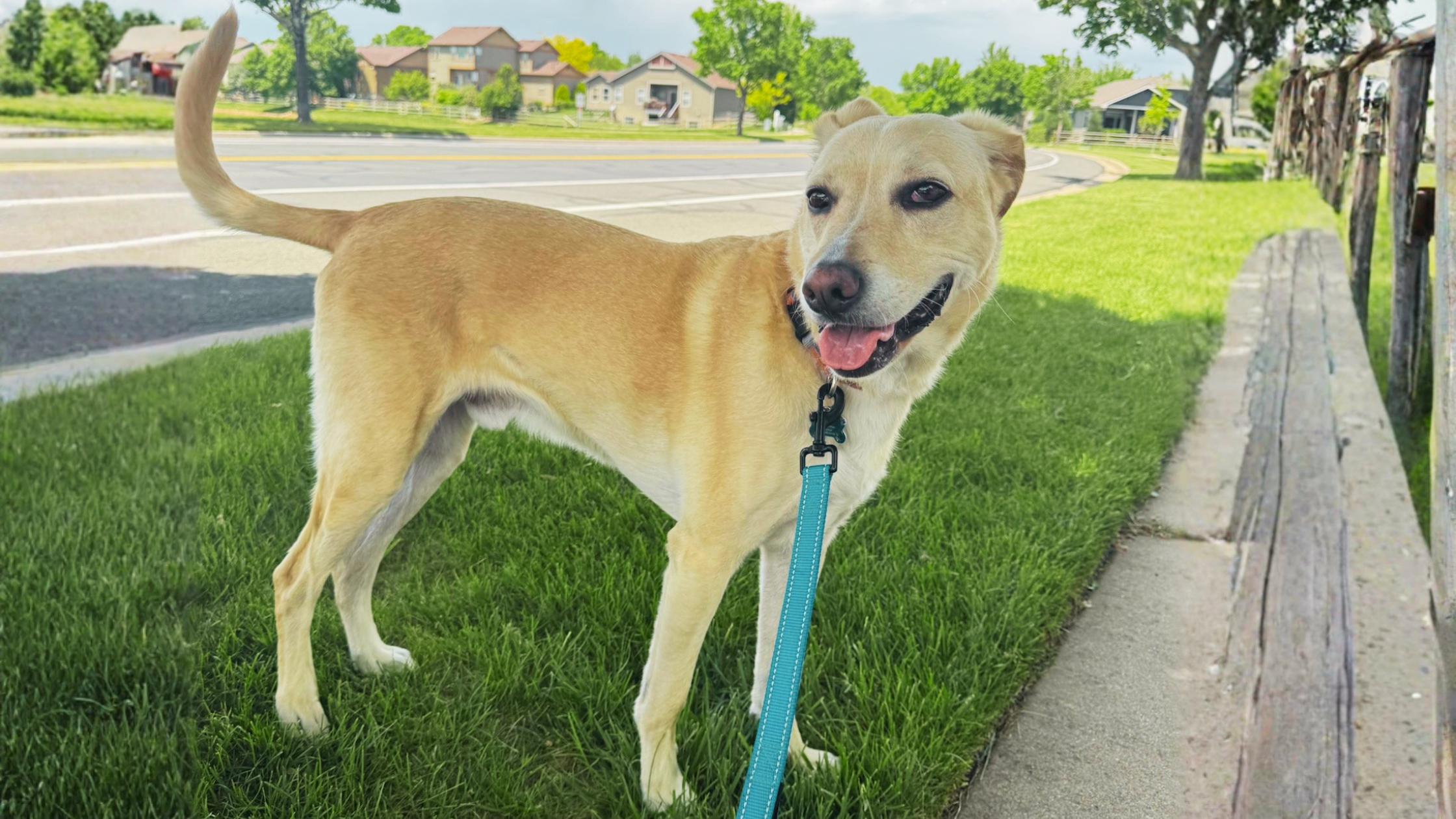 insured-dog-walker-in-fort-collins