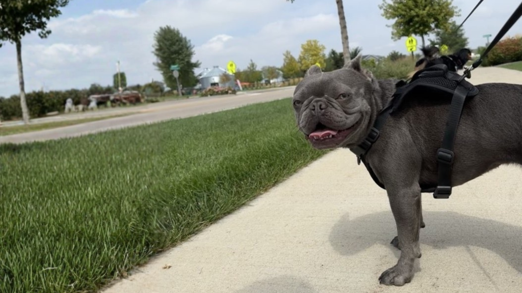 questions-to-ask-dog-walker-in-fort-collins