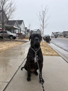 Best dog parks in Fort Collins, dogs running off-leash at Spring Canyon Community Dog Park