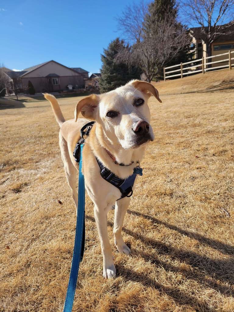 Reactive dog walker in Fort Collins, calm leashed walk on Spring Creek Trail