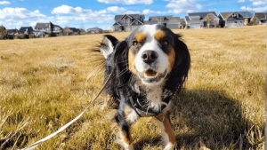 Dog on a leash in a golden grass field at the edge of a Fort Collins neighborhood in fall, fall dog walks in Fort Collins
